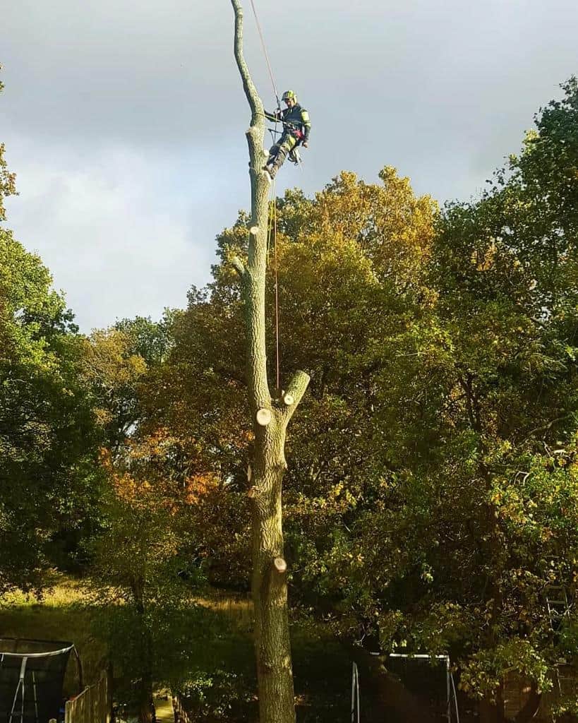 This is a photo of an operative from EM Tree Surgery Sharpness felling a tree. He is at the top of the tree with climbing gear attached about to remove the top section of the tree.